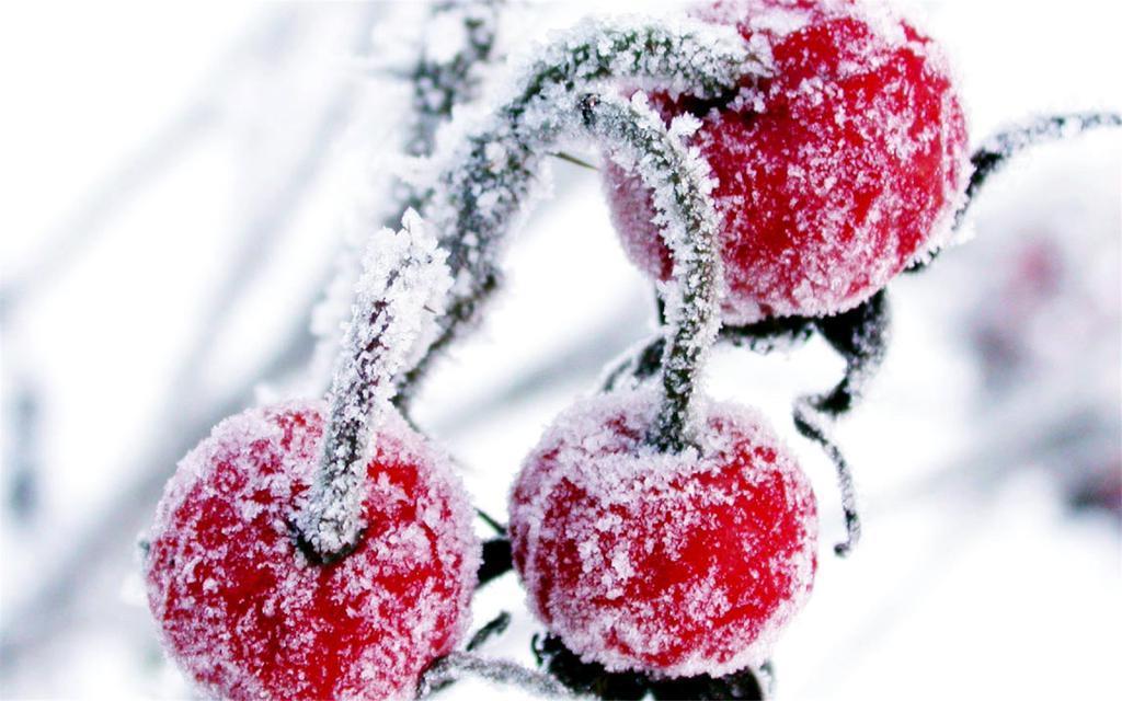 霜降节气植物结霜唯美桌面壁纸图片