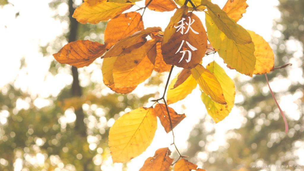 秋分超美树叶高清桌面壁纸图片大全