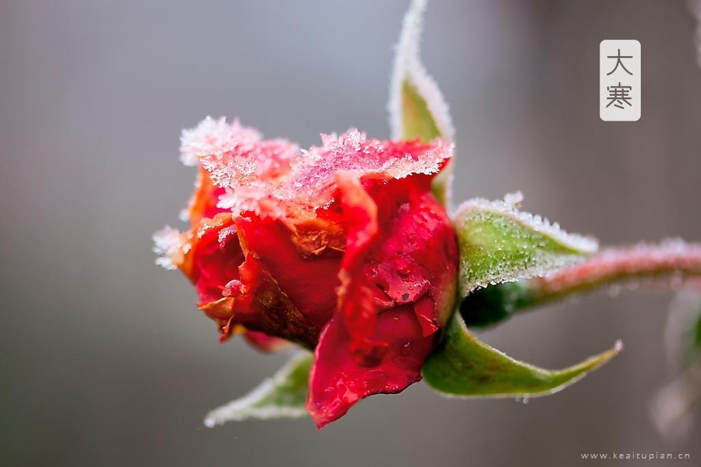 最新24节气大寒小清新唯美风景图片