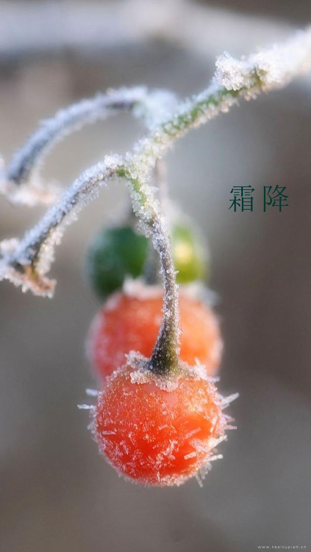 最新霜降时节的果子图片