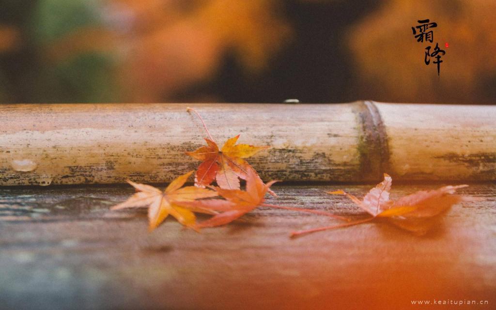 最新霜降赏红叶图片