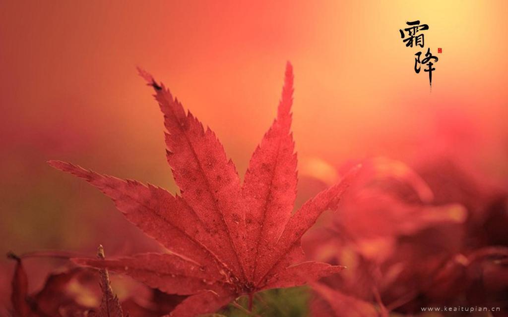 最新霜降赏红叶图片