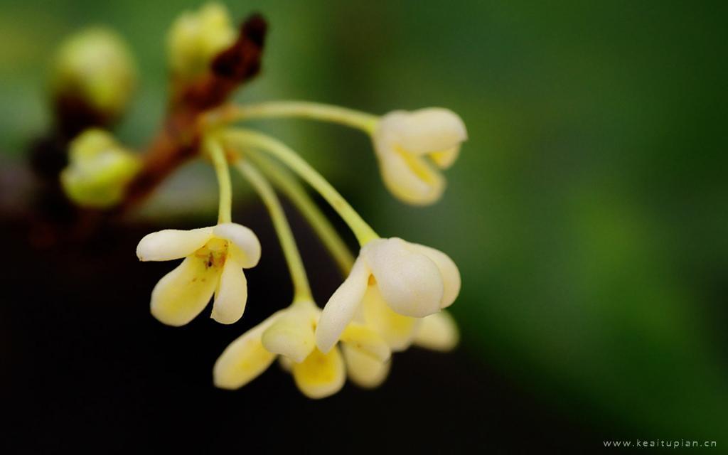 中秋节盛开飘香的桂花唯美高清图片