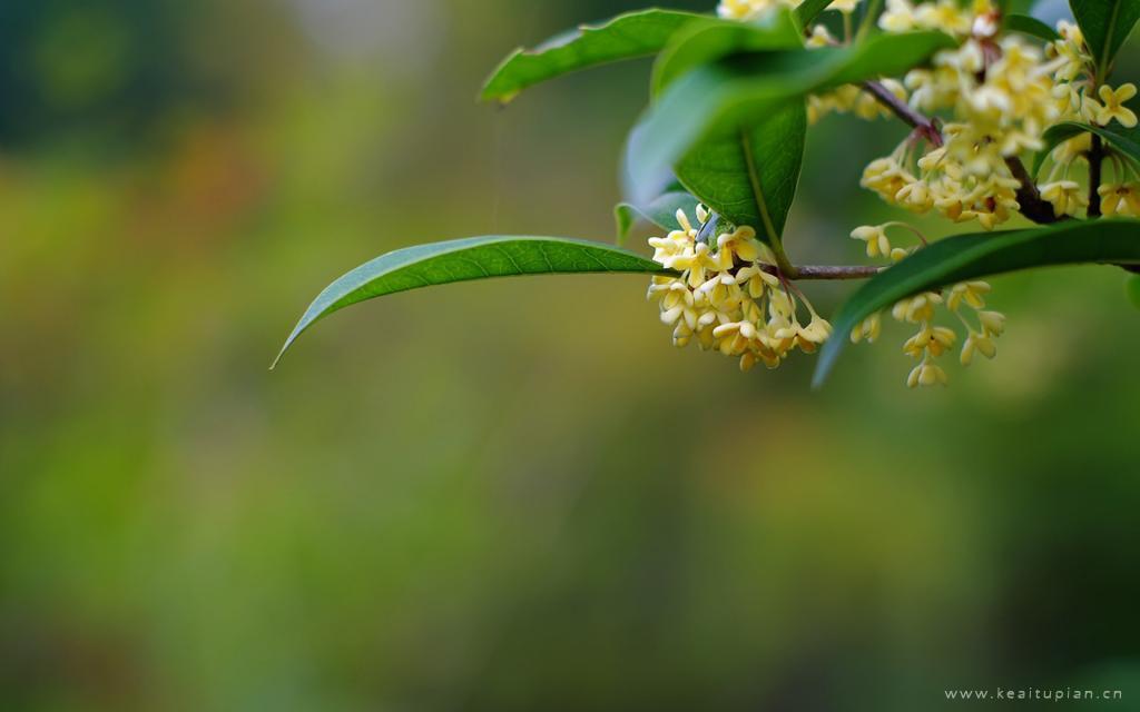 中秋节盛开飘香的桂花唯美高清图片