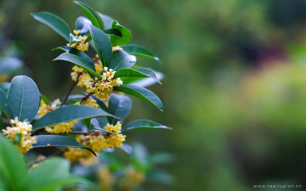 中秋节盛开飘香的桂花唯美高清图片