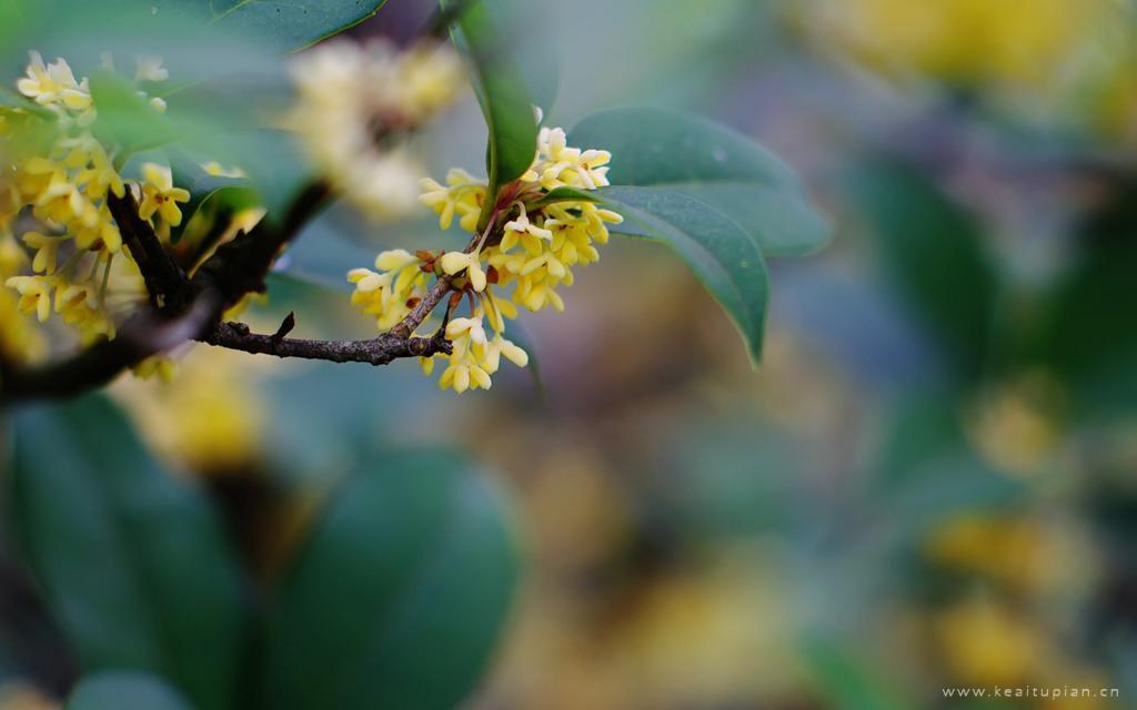 中秋节盛开飘香的桂花唯美高清图片