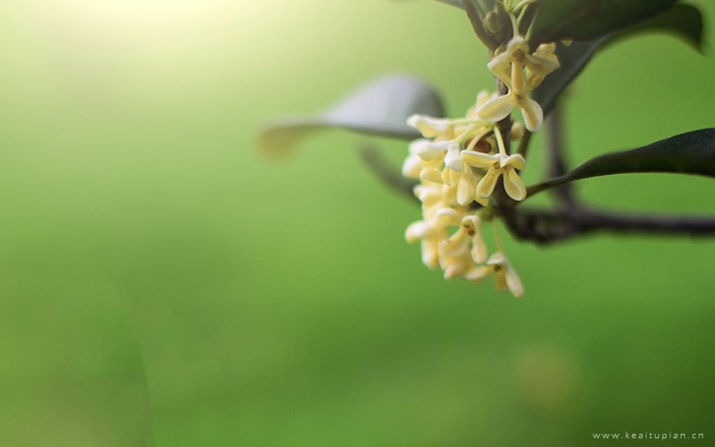 中秋节盛开飘香的桂花唯美高清图片