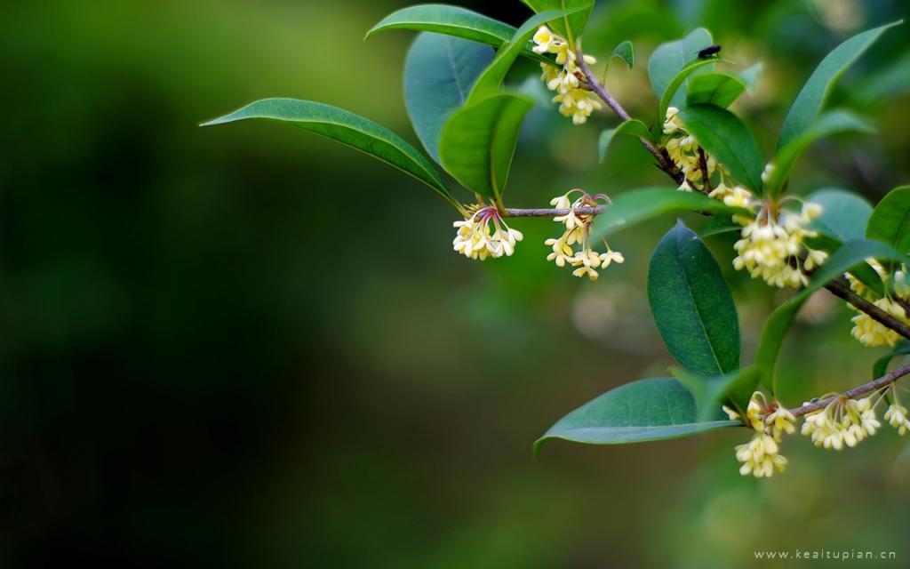 中秋节盛开飘香的桂花唯美高清图片