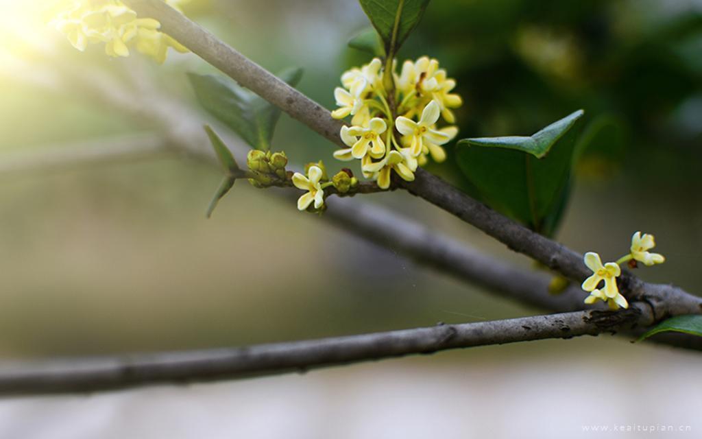 中秋节盛开飘香的桂花唯美高清图片