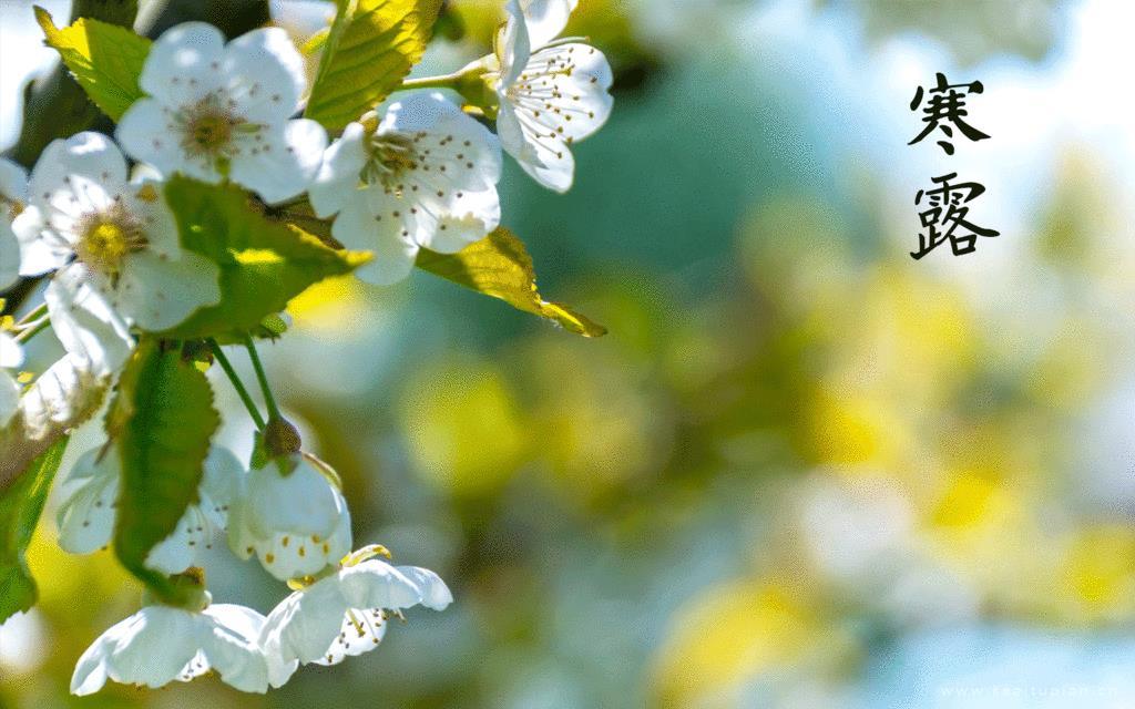 二十四节气幸福露—寒露图片唯美