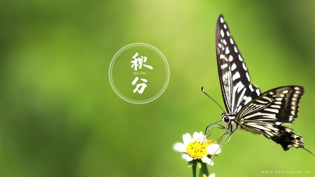 唯美小清新秋分时节蝴蝶飞舞采蜜图片