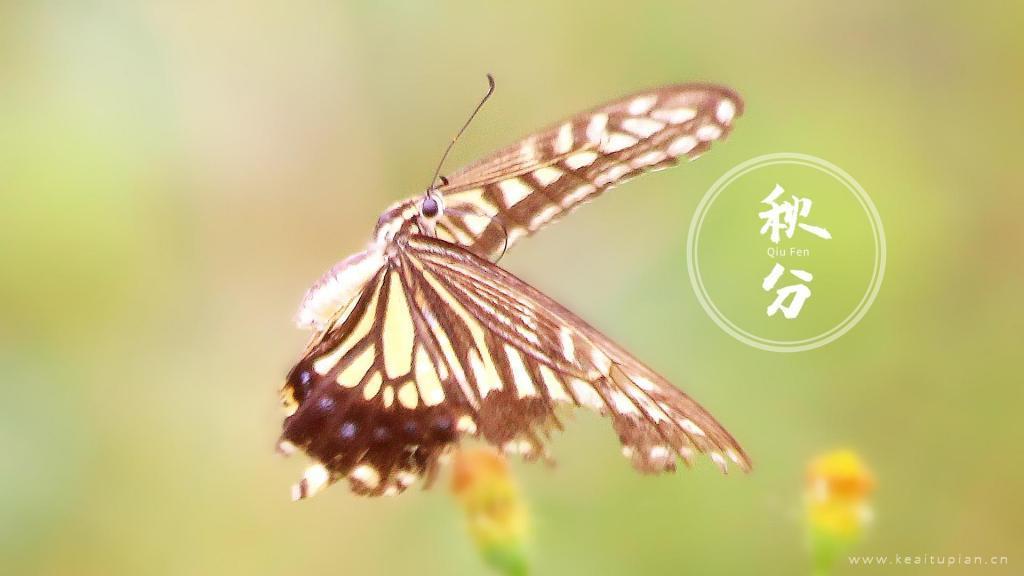唯美小清新秋分时节蝴蝶飞舞采蜜图片
