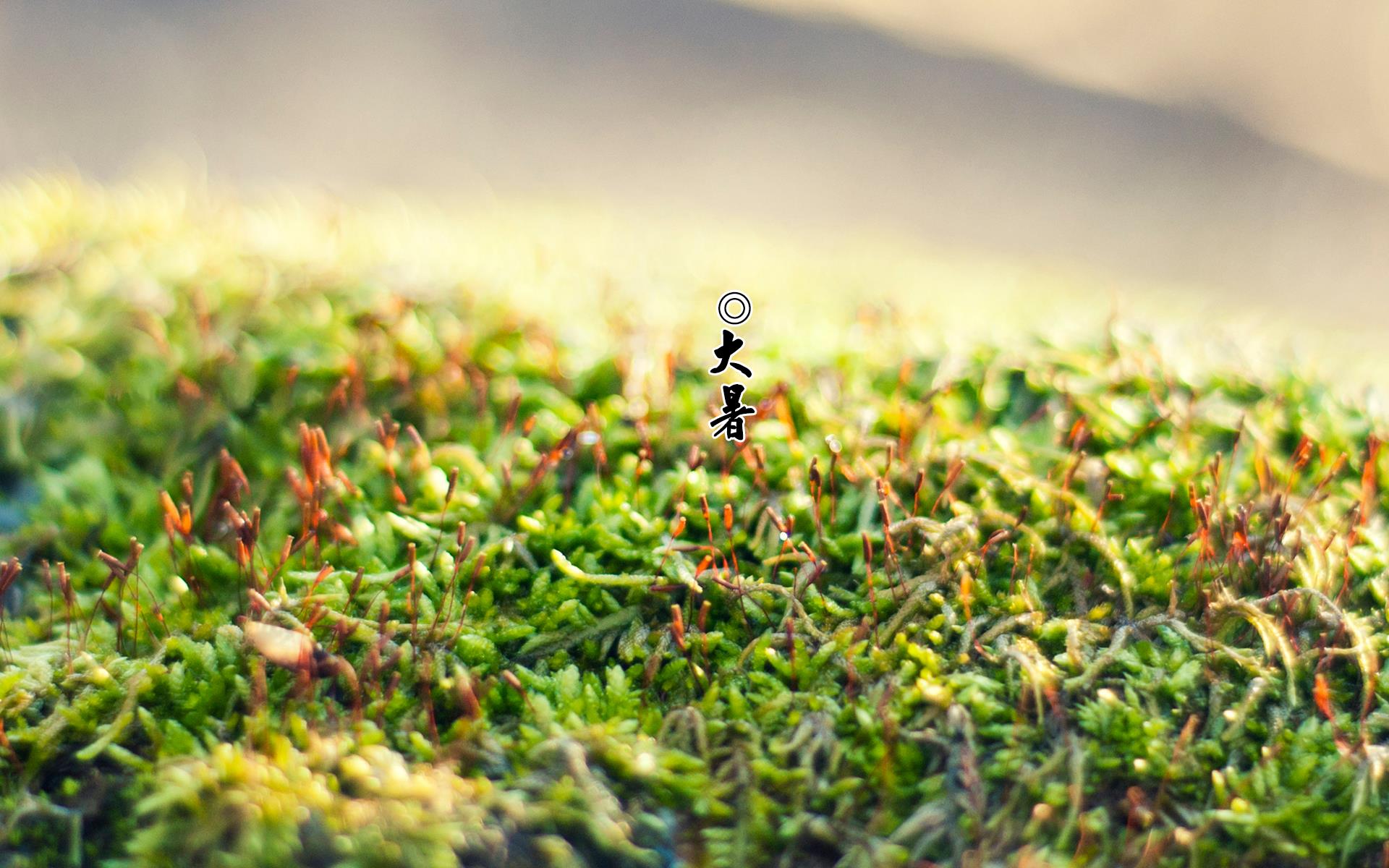 二十四气节大暑高清唯美桌面壁纸图片