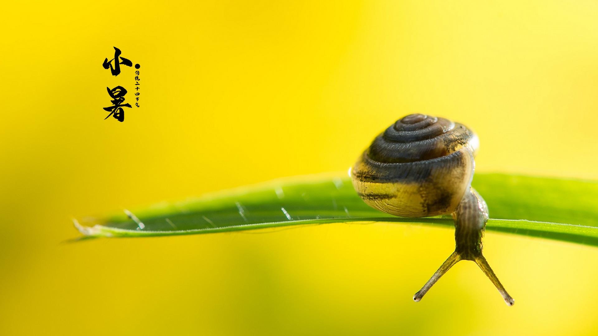 小暑节气文字桌面壁纸图片