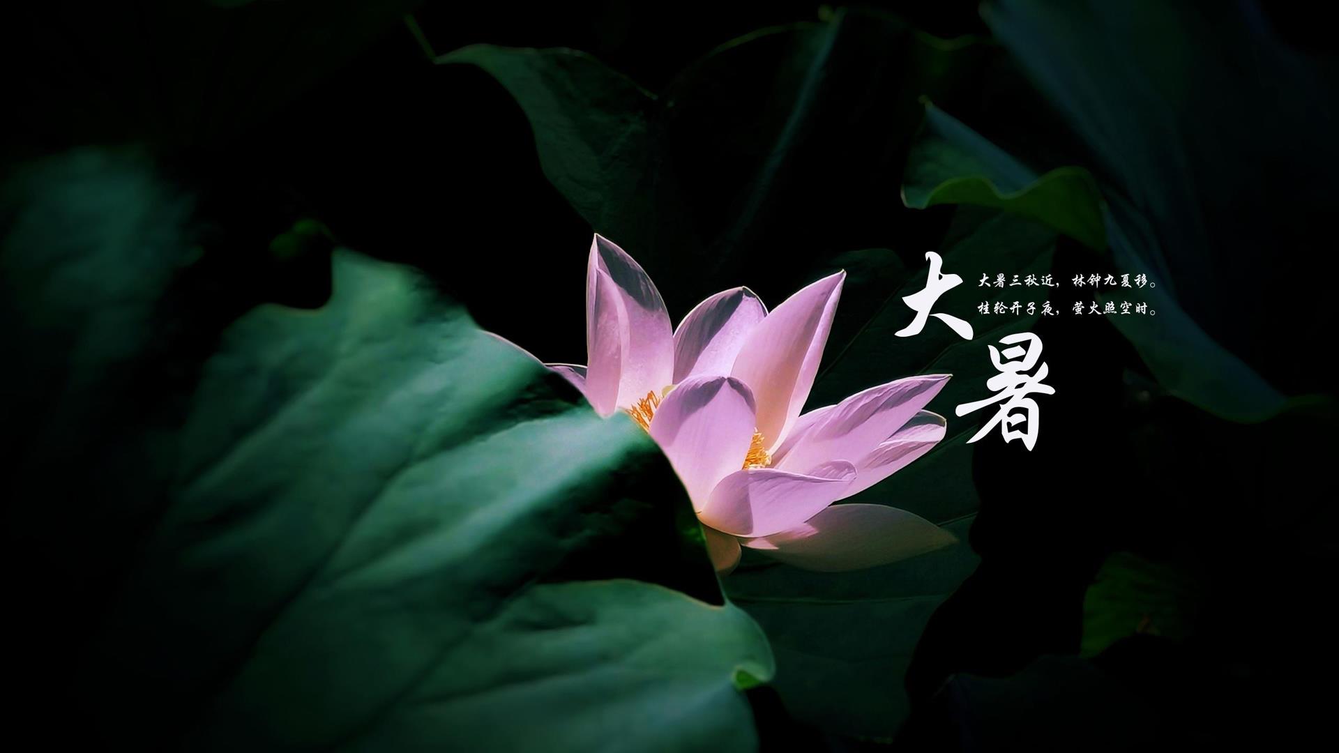 二十四节气大暑电脑桌面壁纸图片