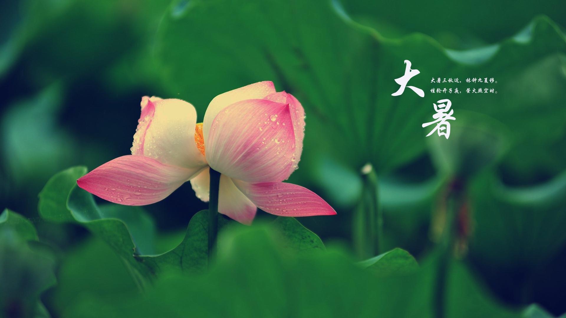 二十四节气大暑电脑桌面壁纸图片
