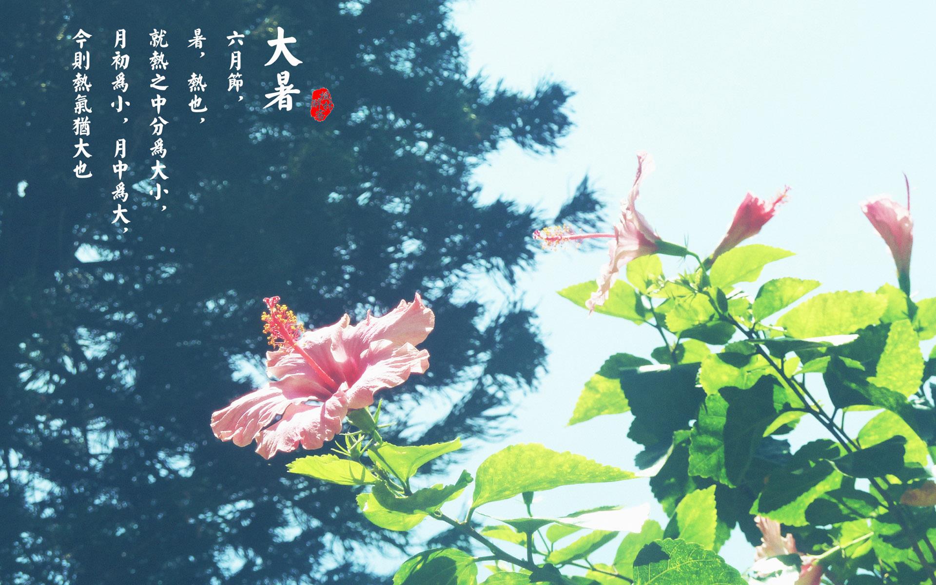 大暑节气风景桌面壁纸图片