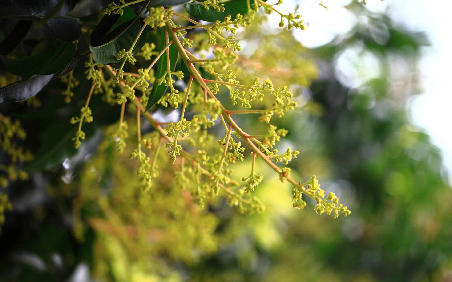 大暑节气风景桌面壁纸图片