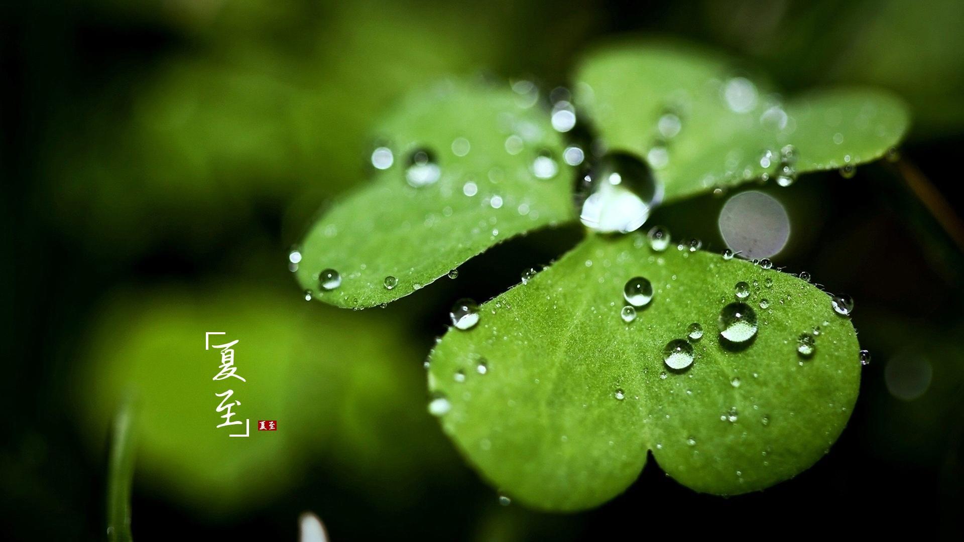 夏至节气文字高清桌面壁纸图片-夏至图片