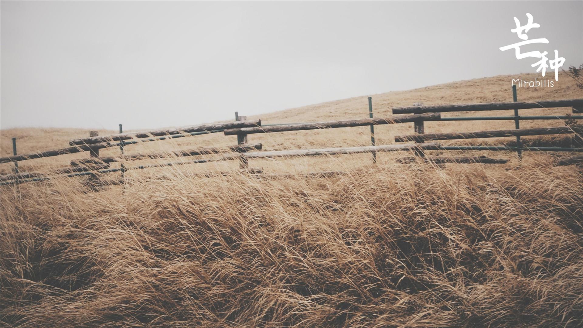 芒种二十四节气高清桌面壁纸图片