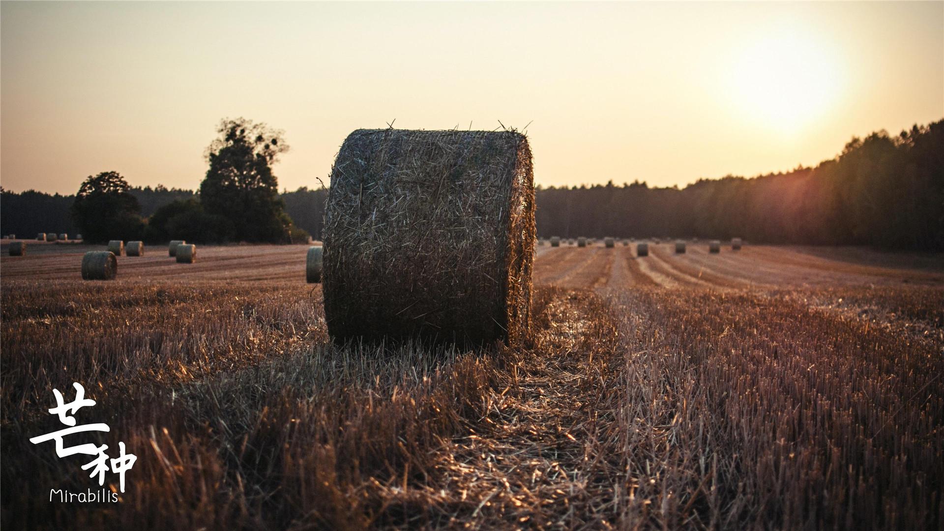 芒种二十四节气高清桌面壁纸图片