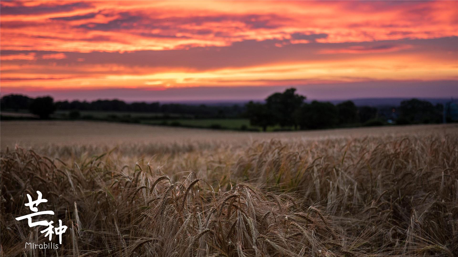 芒种二十四节气高清桌面壁纸图片