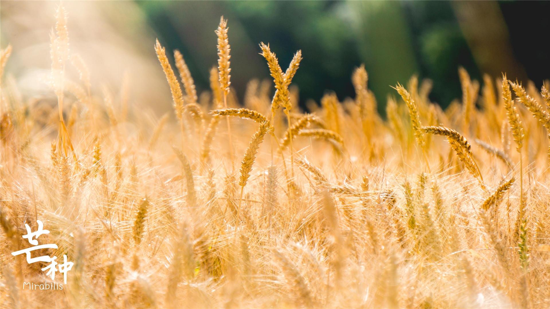 芒种二十四节气高清桌面壁纸图片