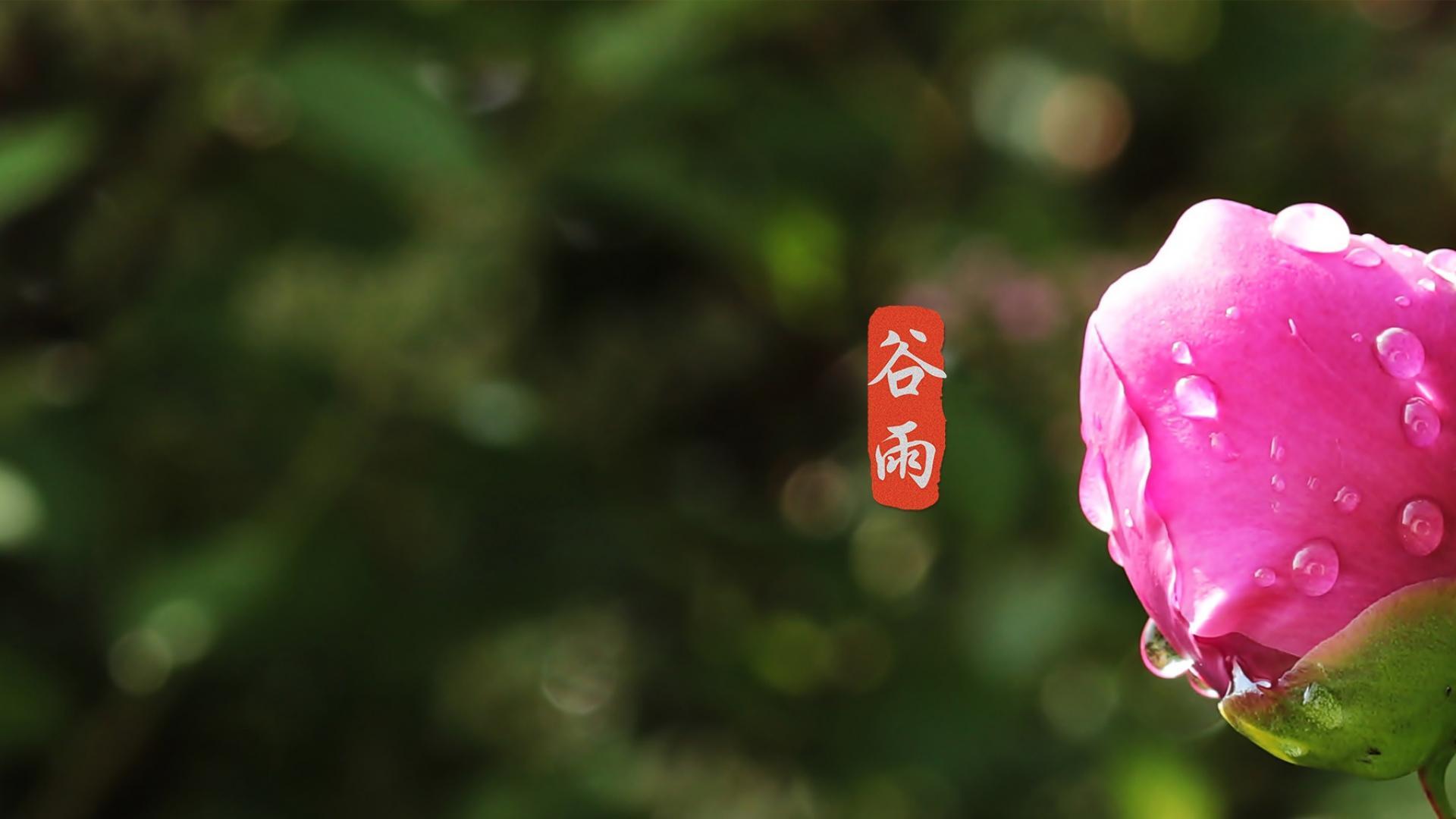 谷雨节气唯美高清桌面壁纸图片