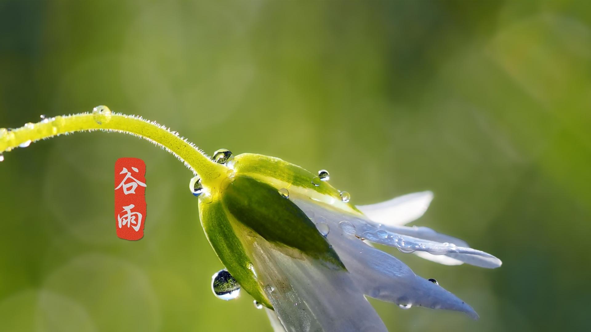 谷雨节气唯美高清桌面壁纸图片