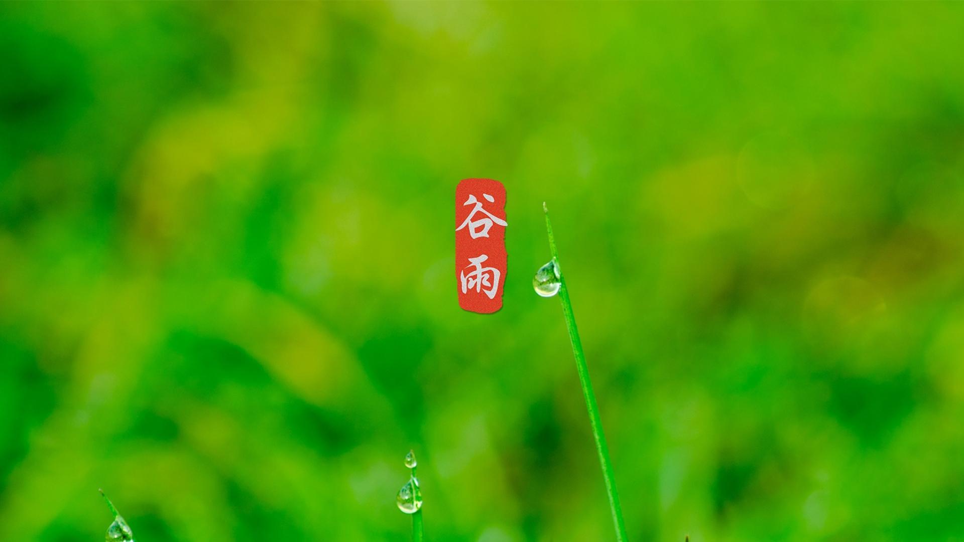 谷雨节气唯美高清桌面壁纸图片