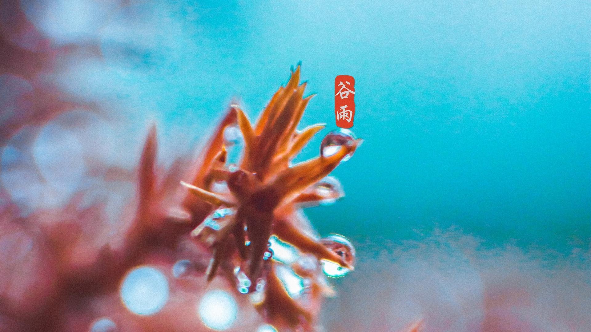 谷雨节气清新高清桌面壁纸图片