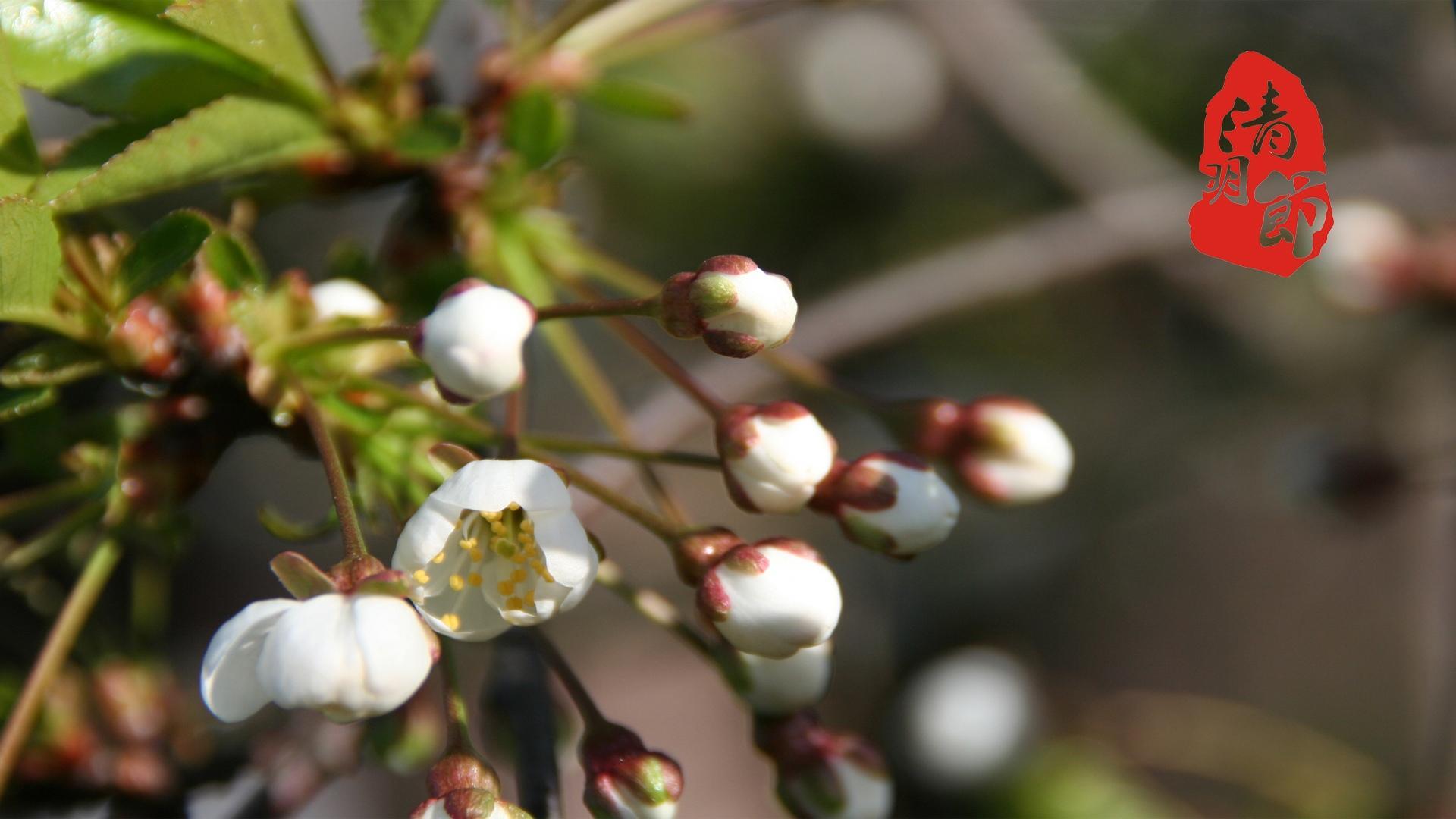 清明节清新唯美高清桌面壁纸图片