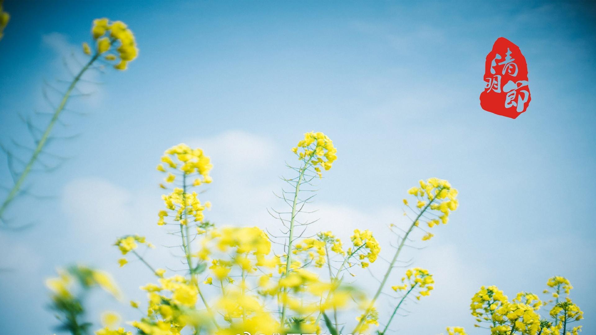 清明节清新唯美高清桌面壁纸图片