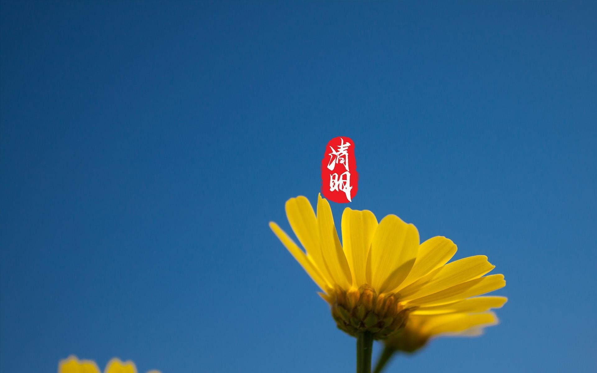 清明节唯美花卉桌面壁纸图片