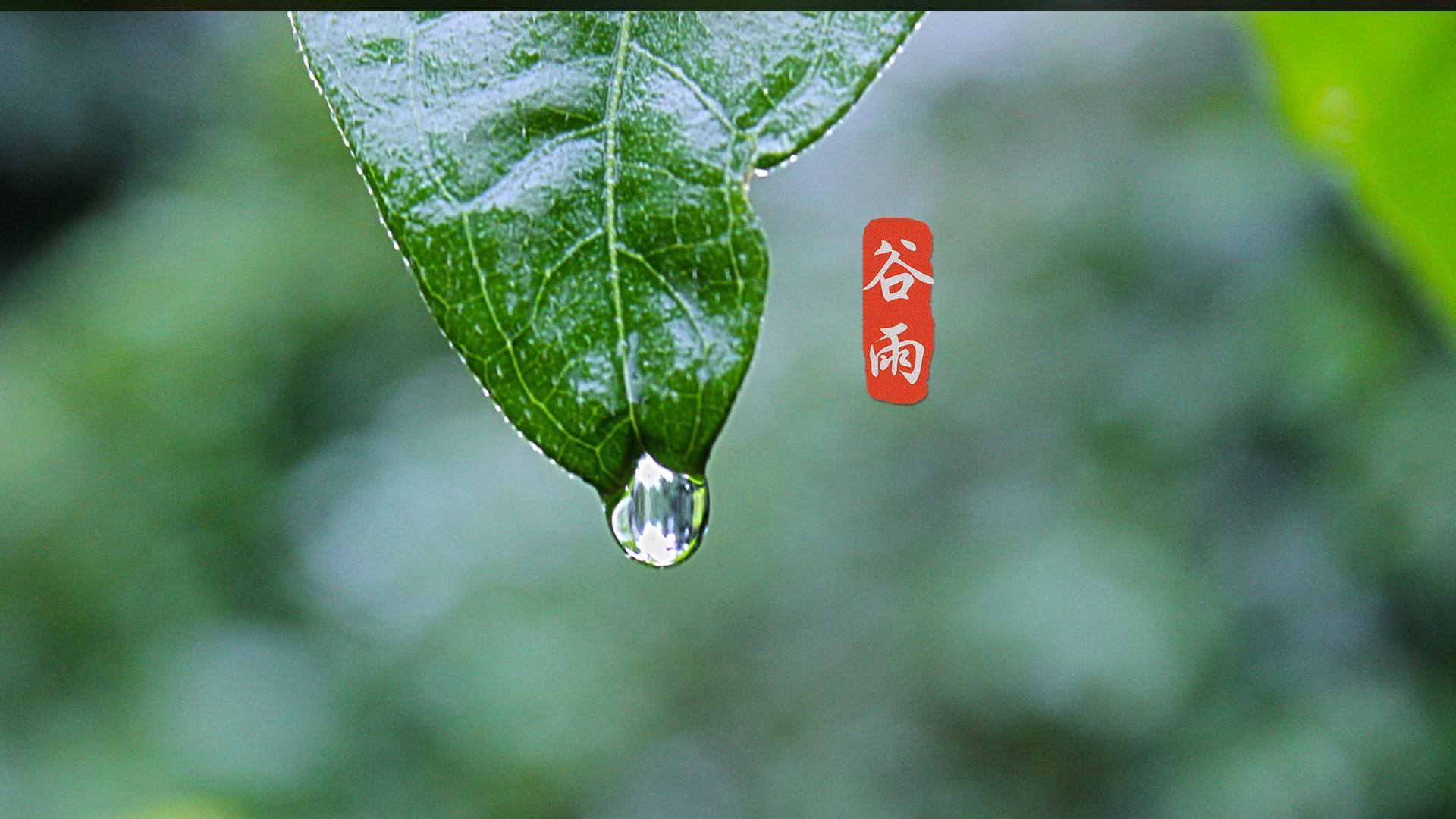 谷雨节气养眼高清桌面壁纸图片