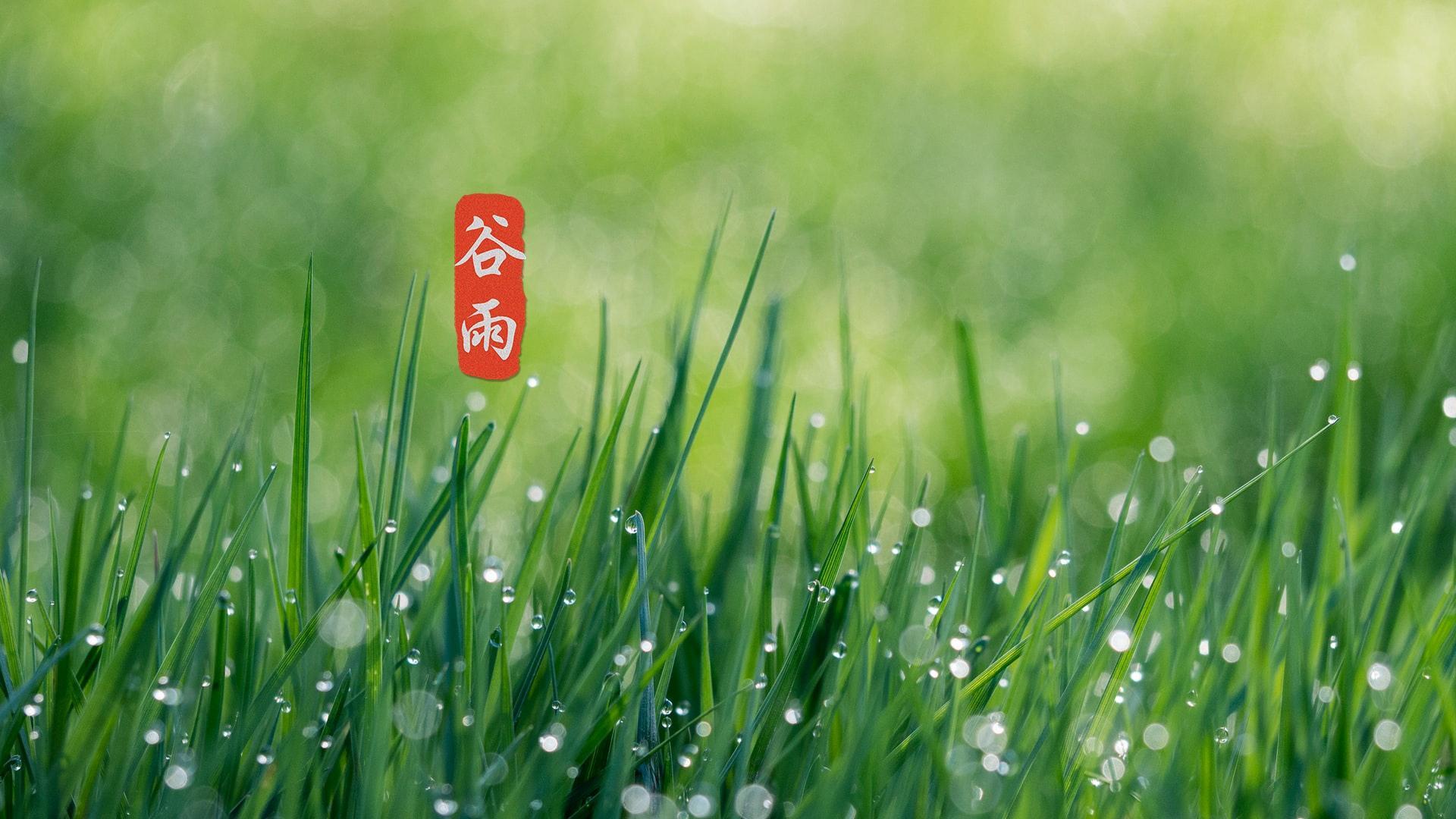 谷雨节气养眼高清桌面壁纸图片