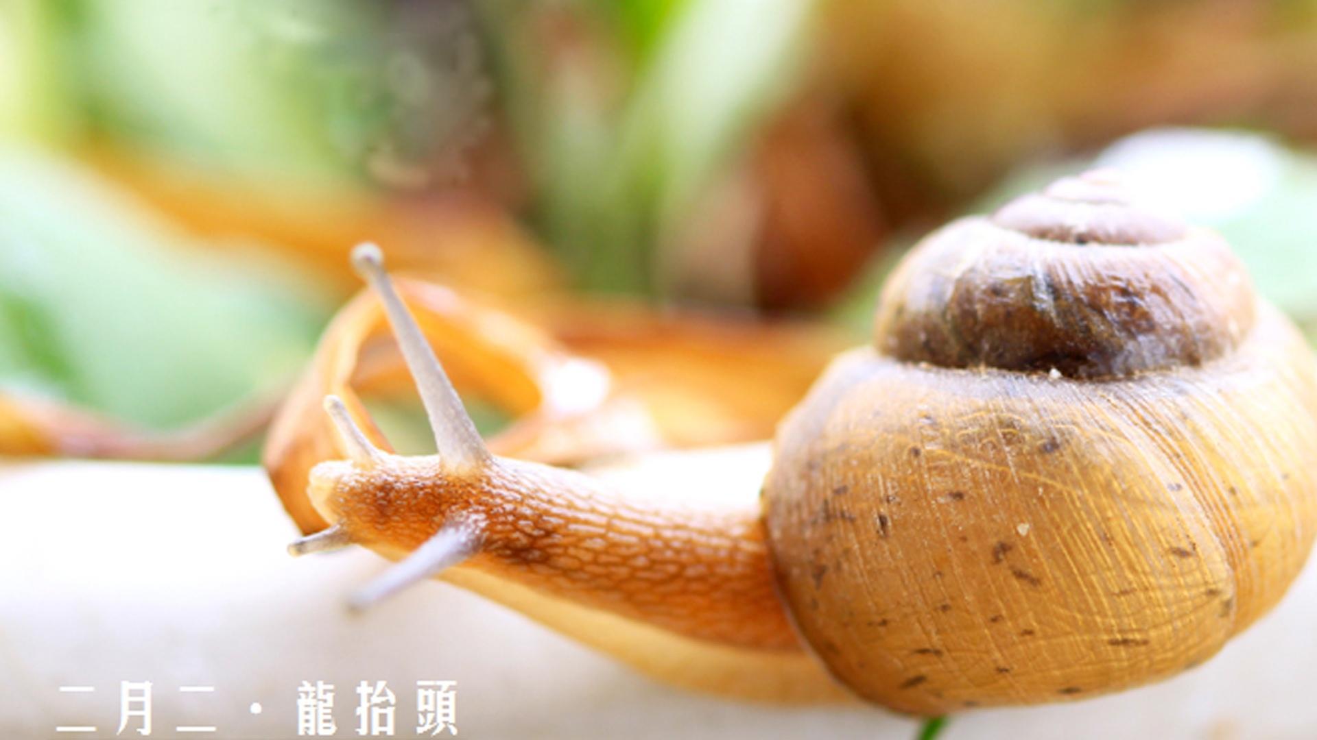 二月二龙抬头高清桌面壁纸图片