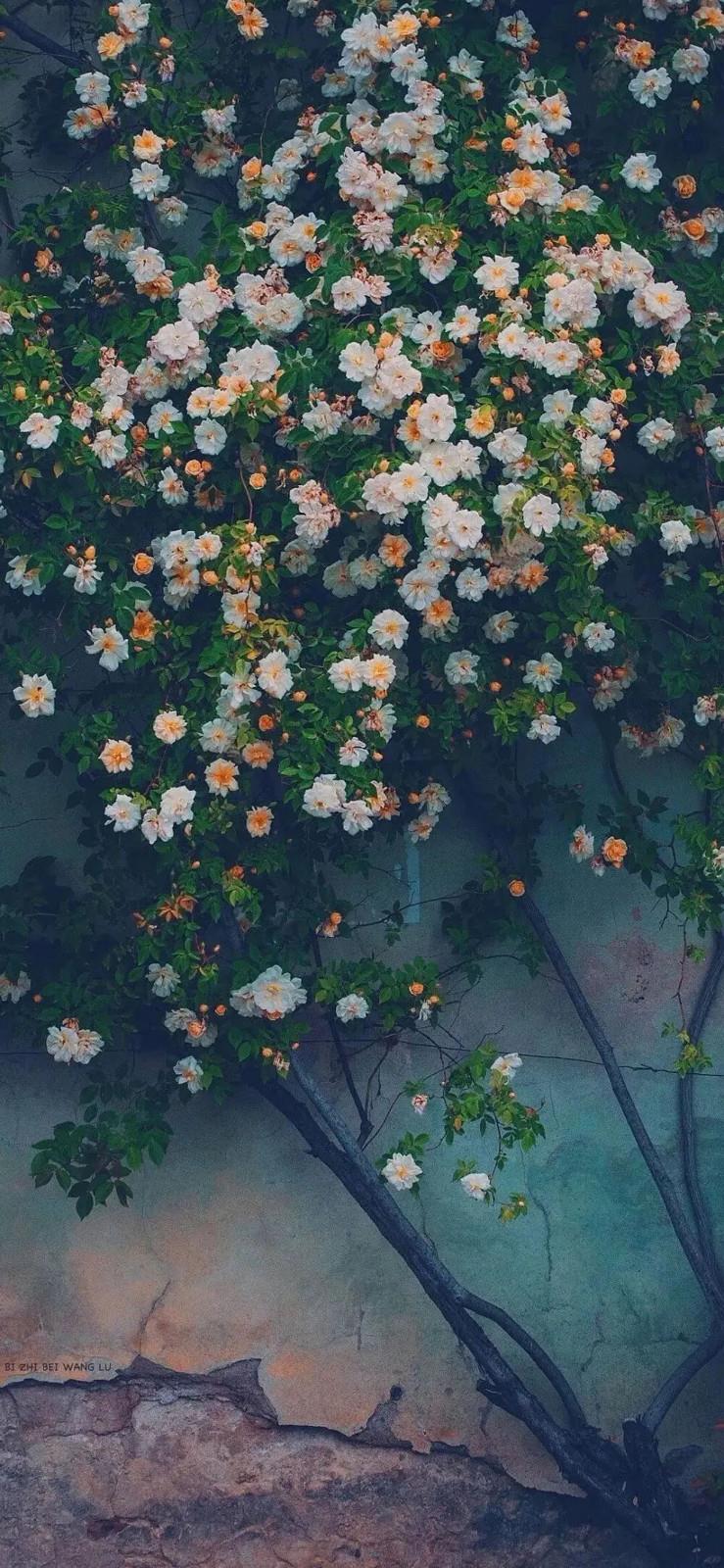 2021流行的高清手机壁纸图片|生活里顽强盛放的花卉