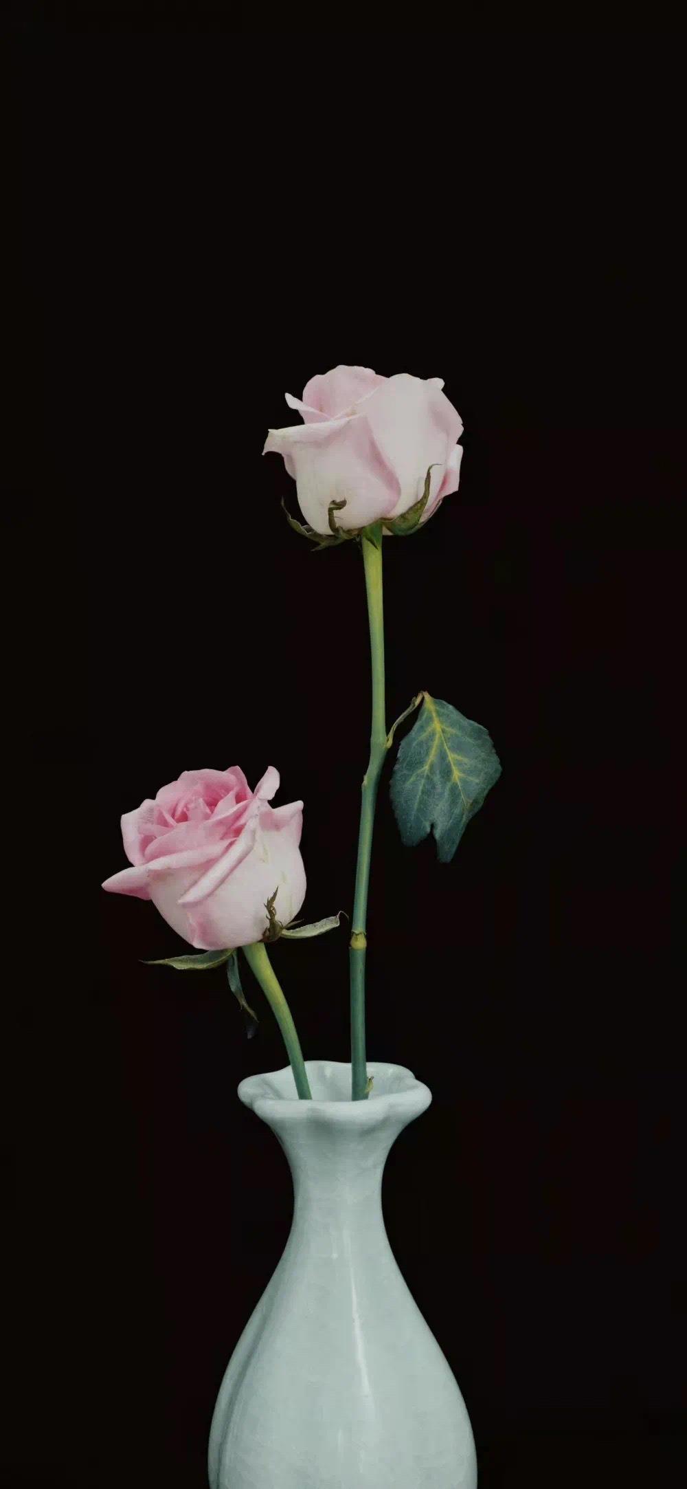 12月手机壁纸图片精选|生活里的花平淡好看又浪漫