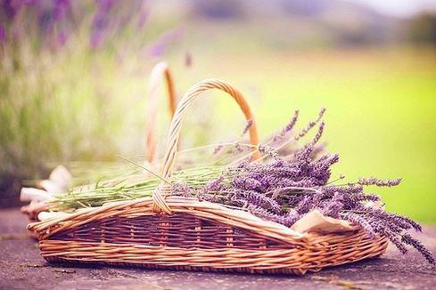 生活中清新治愈的绿色植物图片