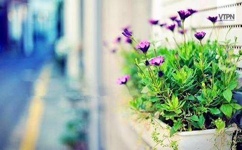 生活中清新治愈的绿色植物图片