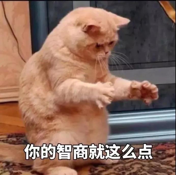 可爱猫咪文字表情包图片