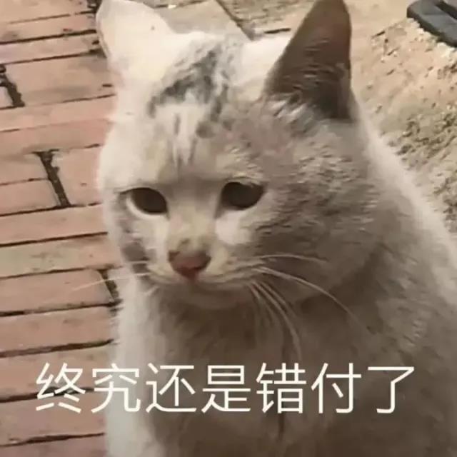 可爱猫咪文字表情包图片