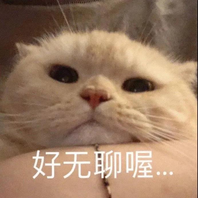 可爱猫咪文字表情包图片