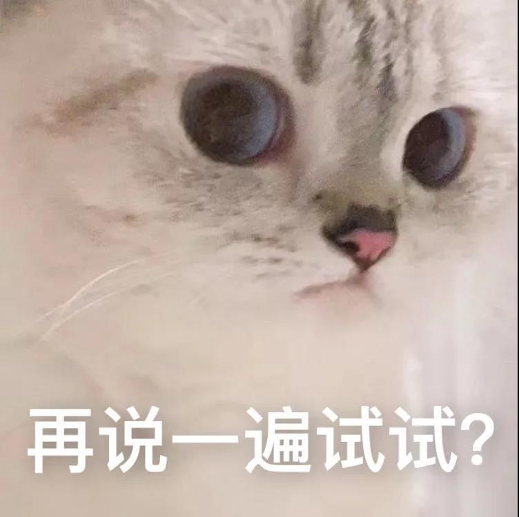 可爱猫咪文字表情包图片