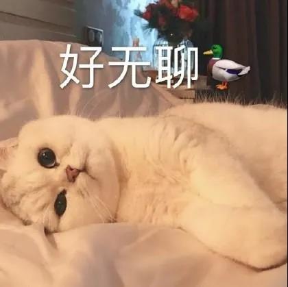 可爱猫咪文字表情包图片