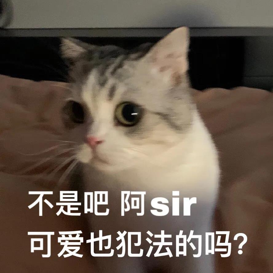 可爱猫咪文字表情包图片