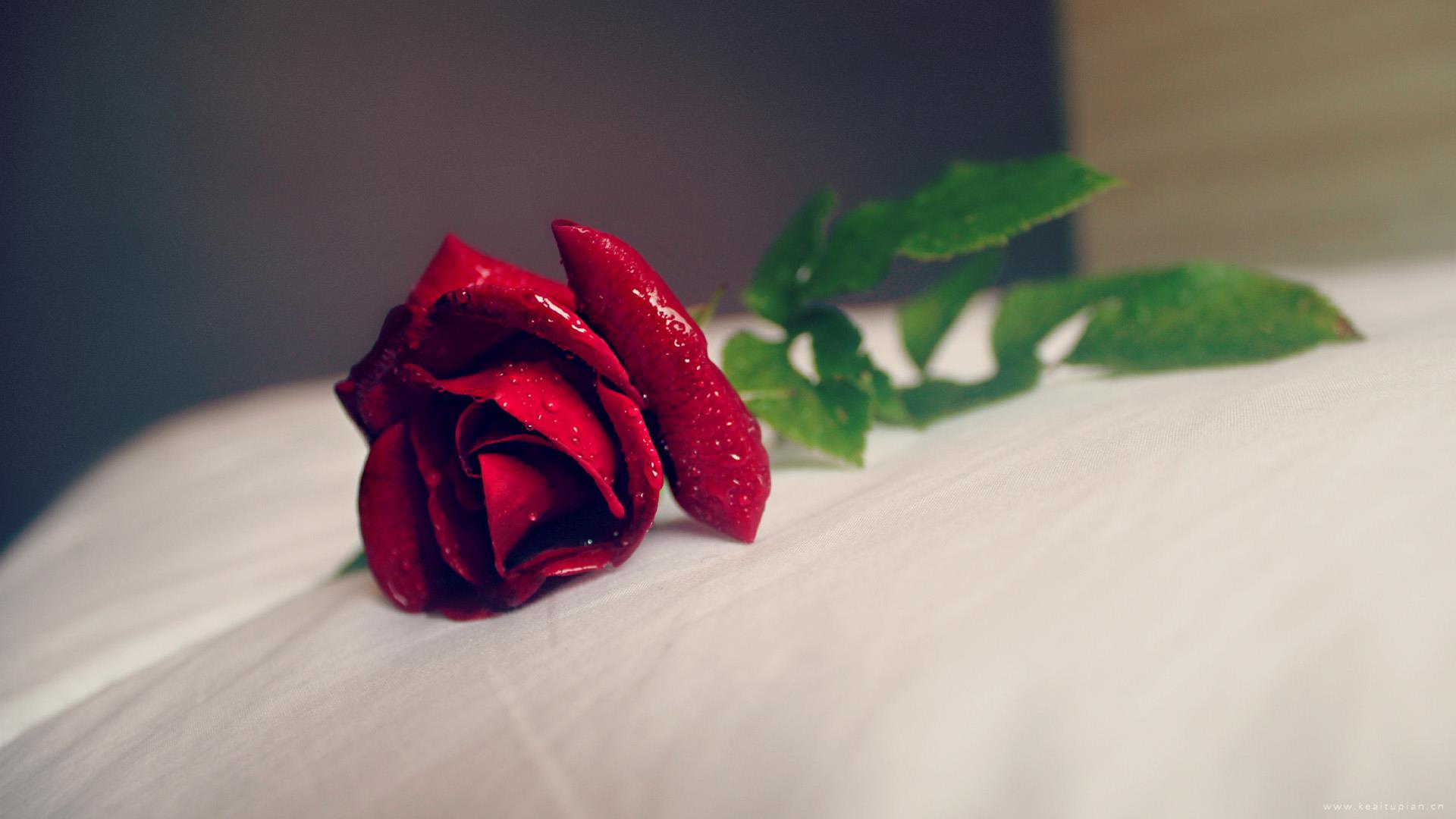 白色床单上一枝鲜艳的红色玫瑰高清桌面壁纸图片