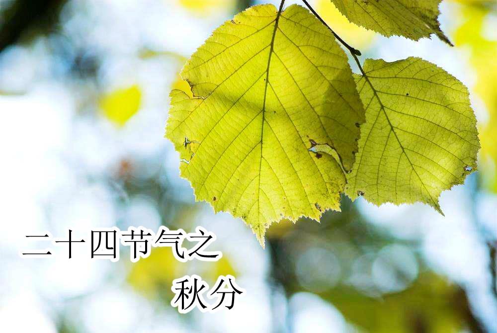 二十四节气之秋分唯美高清朋友圈桌面壁纸图片