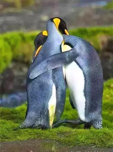 动物情侣图片 动物情侣头像图片